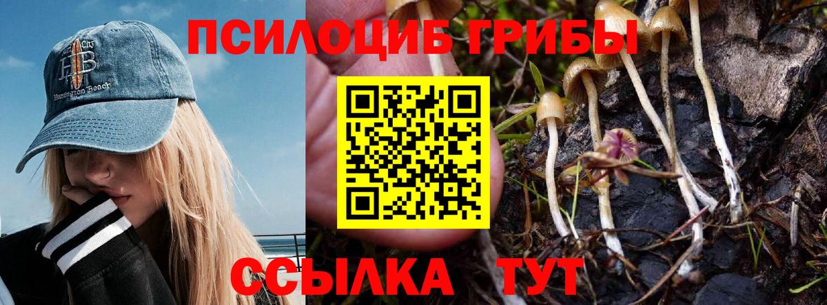 Выкса  Псилоцибиновые грибы мицелий  Вход с VPN  Псилоцибиновые грибы Psilocybine cubensis 